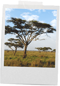 Lubbock TX Travel Agency